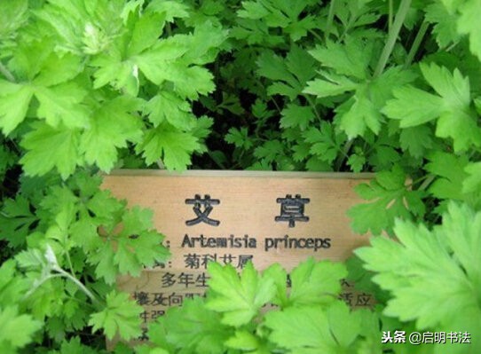 印泥的种类,三大印泥中都有哪些印泥