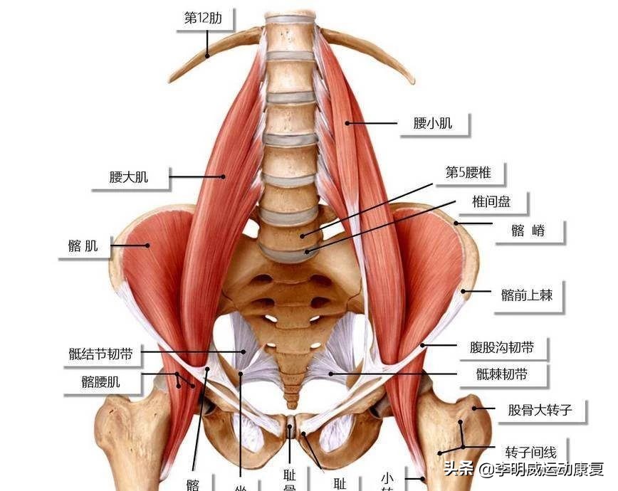 腰痛了最快恢复方法,你的腰还好吗是什么意思