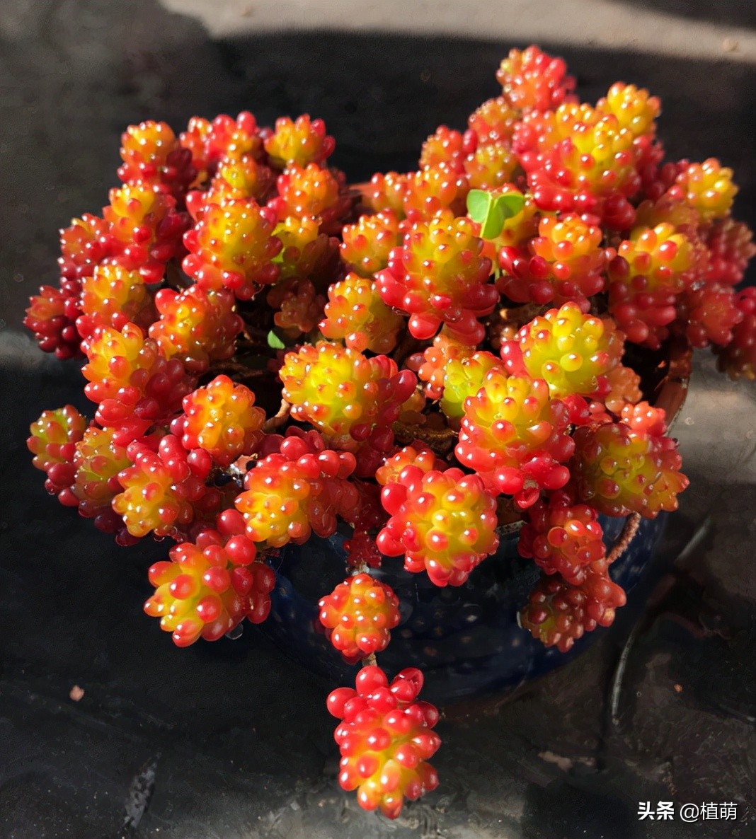 入秋后天气凉爽早晚温差较大,入秋了早晚温差大