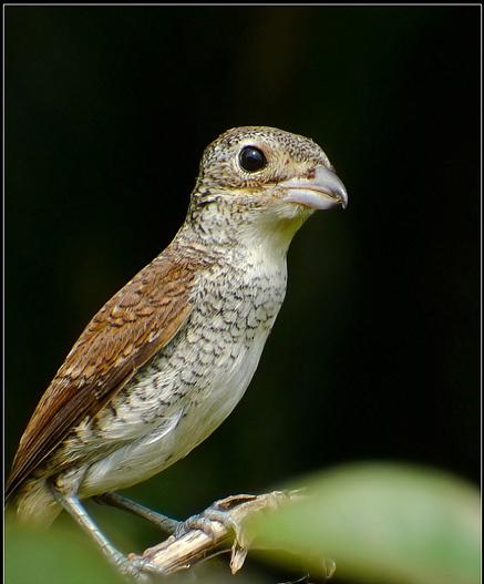 东江揽胜,惠州淡水常见鸟类图谱