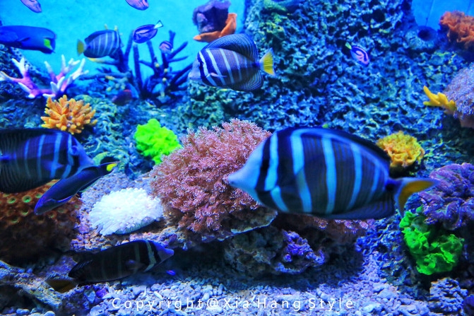 横店梦幻谷水世界有奥特曼,横店梦幻谷水世界摩天轮