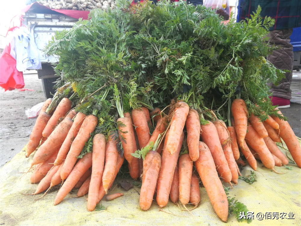 农民种蔬菜注意事项,土地种植蔬菜怎么管理好