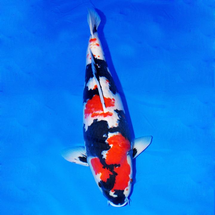 锦鲤不好好吃食是什么原因,锦鲤不吃食怎么回事怎么治