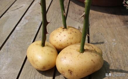 花店养花步骤和技巧图片,最全的养花宝典不会养花的来看看