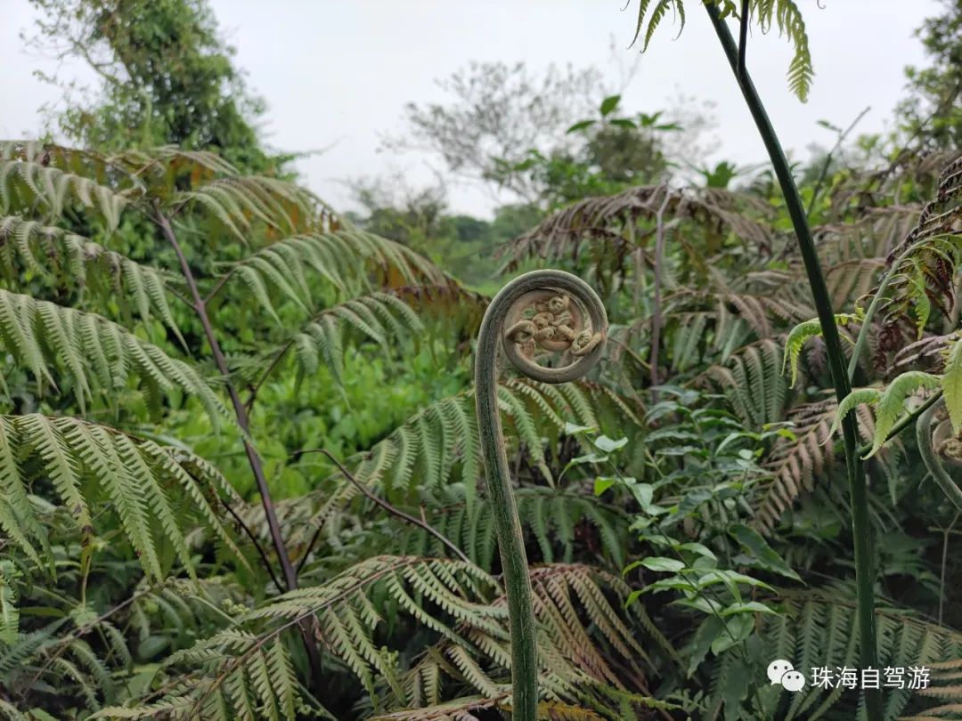 江门鹤山昆仑山徒步路线,鹤山昆仑山徒步行走路线