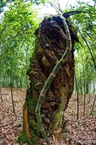 重庆无症状感染者最新情况,重庆无症状感染者在哪个区