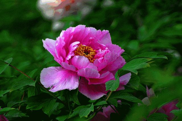 今日重阳愿天下父母健康长寿,重阳节之日愿天下父母健康长寿