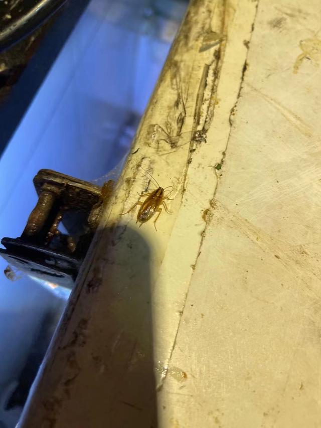饭店蟑螂怎么消灭最彻底小妙招,餐馆蟑螂怎么防治
