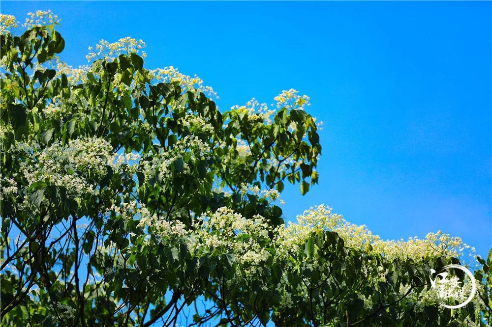 江安县怡乐镇第二届“千年桐万亩花”摄影大赛开赛了