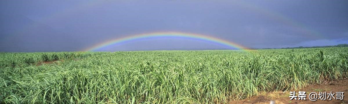 黄金和糖带来的美国第五十个州——被国际贸易影响的夏威夷