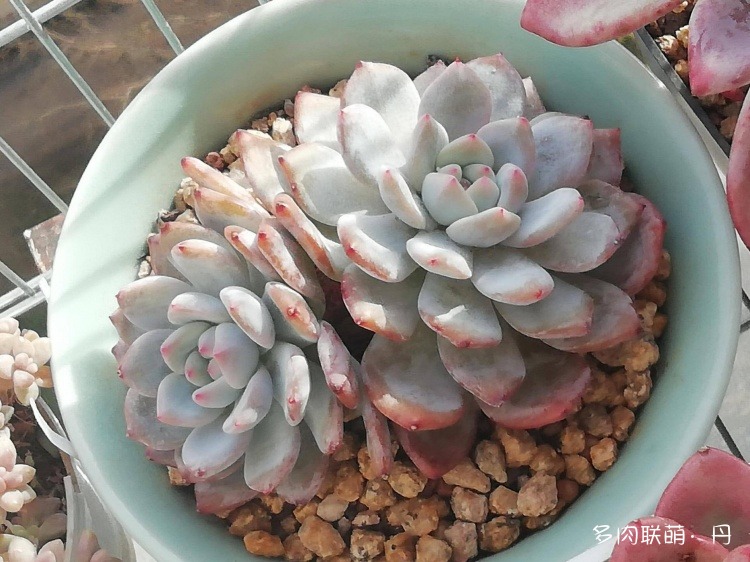 多肉长大了越来越好看,服盆期多肉变小