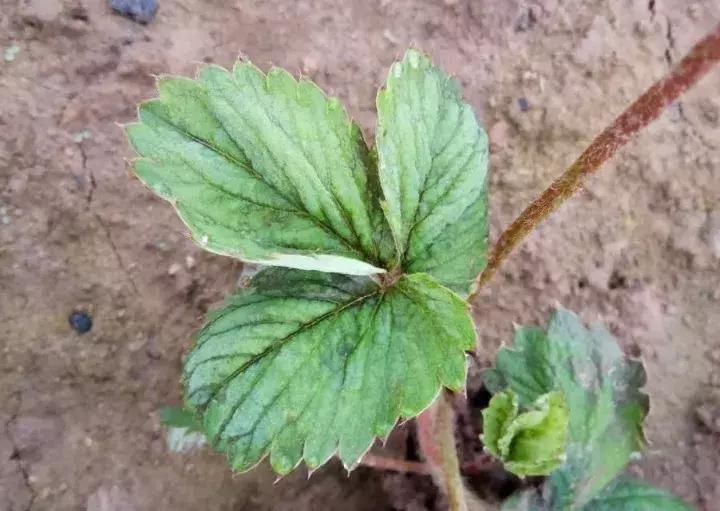 蓟马螨虫红蜘蛛蚜虫,四季豆蓟马红蜘蛛蚜虫要打什么药