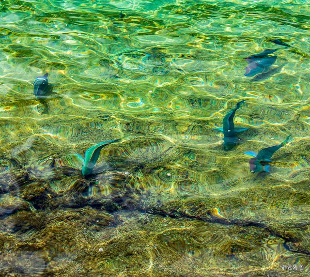 加勒比海邮轮旅行香港,加勒比海游轮旅行视频大全