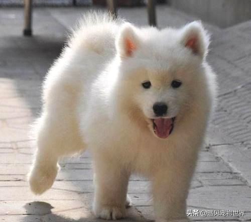 纯种萨摩耶犬的特点,萨摩耶养殖知识