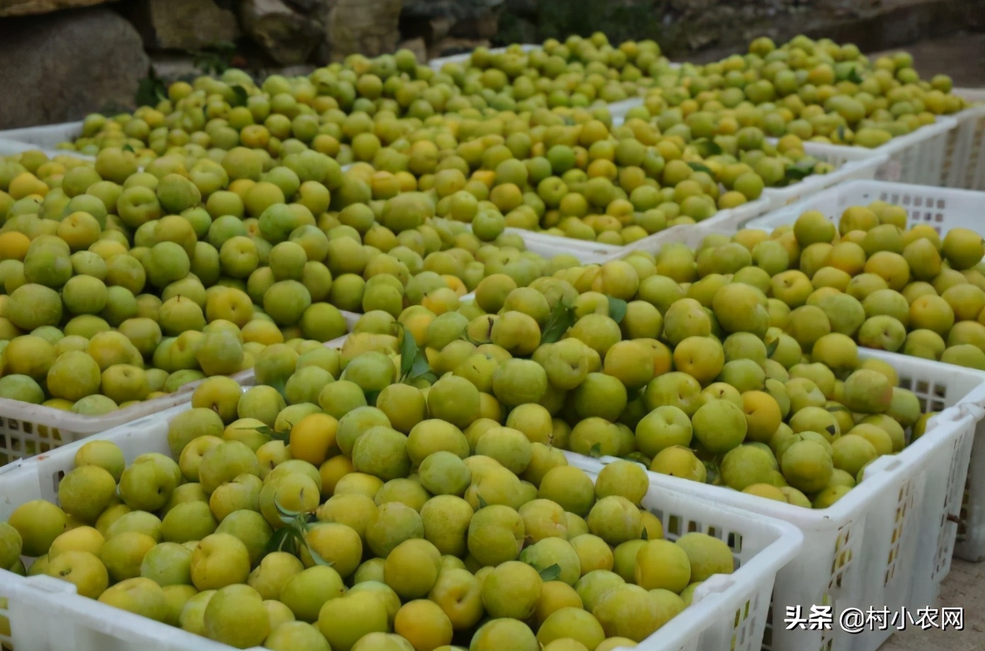 适合农村创业的最新致富项目,8个农村创业致富项目是什么