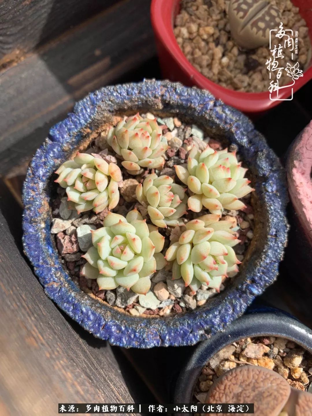 来自多肉的顽强生命力,与多肉朝夕相伴的美好时光