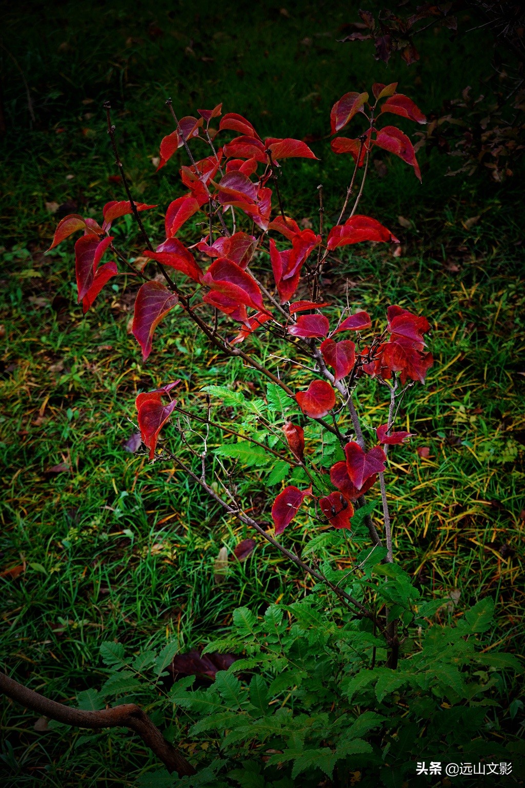 索尼黑卡二怎么拍,索尼黑卡2大光圈拍视频