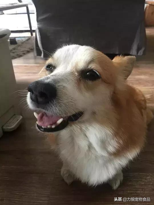 其实养猫后生活发生很多改变,养猫后不但没洁癖反而让它跑酷