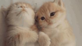 怎样让猫咪生孩子,想让猫咪怀孕有几种方法