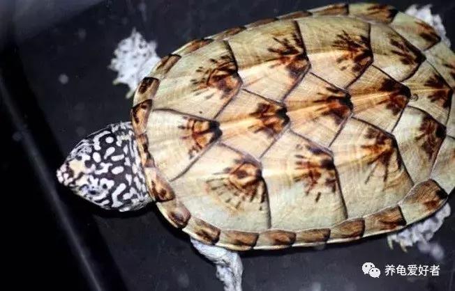 龟龟到家总是乱爬怎么办,龟无缘无故死亡