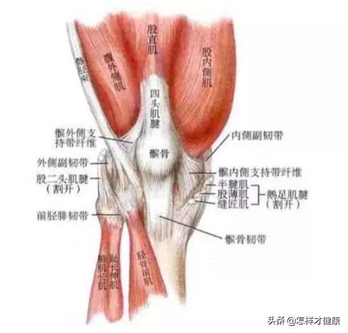 髌骨软化为什么会导致伸直受限,髌骨软化真的恢复不了吗