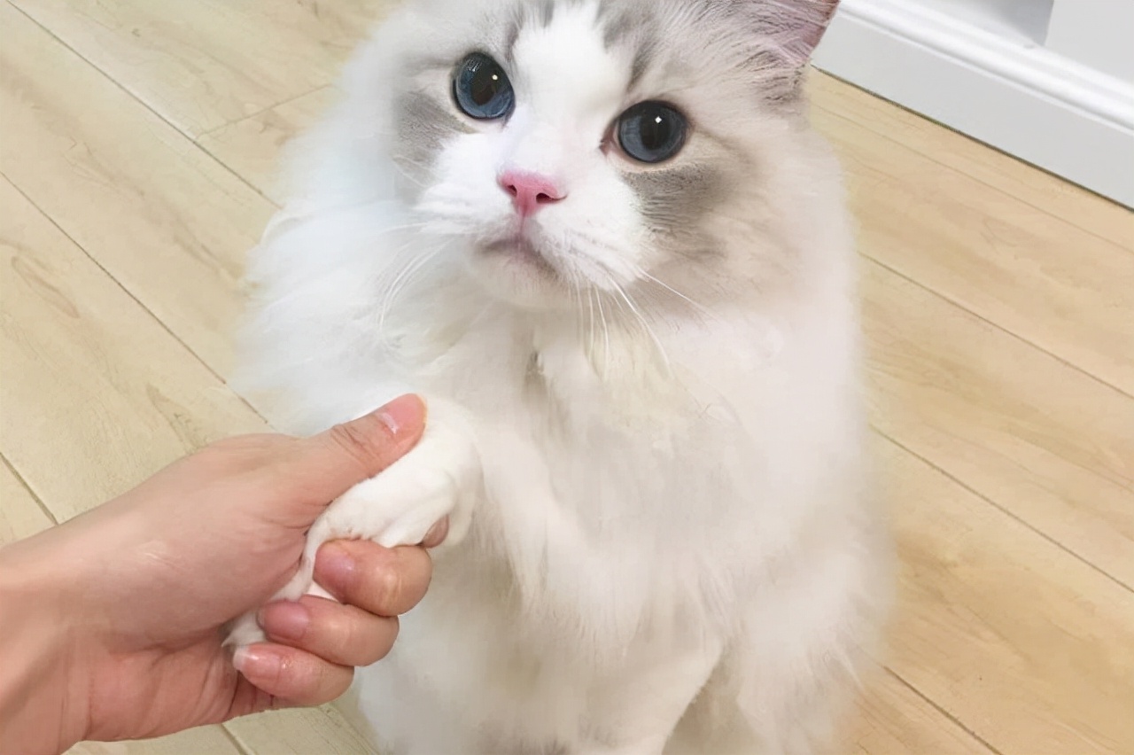 想要一只可爱小猫咪吗,如何训练出一只听话的猫咪