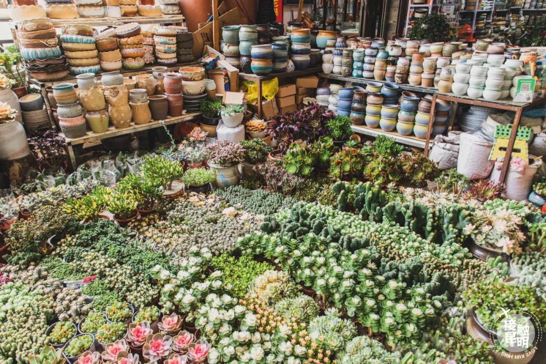 逛逛园博花鸟市场,园博花鸟市场攻略