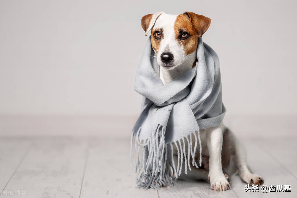 天气骤降狗子拉稀,天气突然变冷狗子拉稀