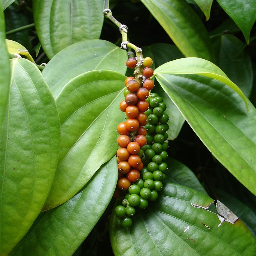肺结节中医辨证称呼,中医散肺结节的药方