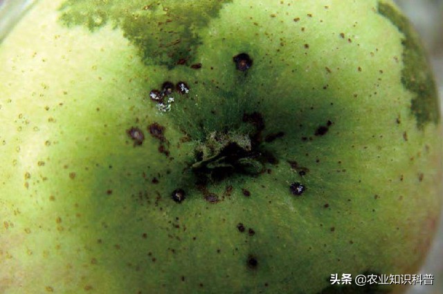 苹果粗皮病的防治方法,苹果成熟套袋如何处理