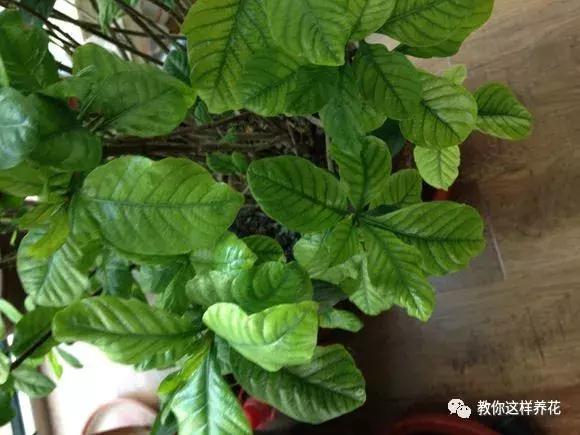 花儿黄叶烂叶怎么办,花儿叶子发黄用什么药