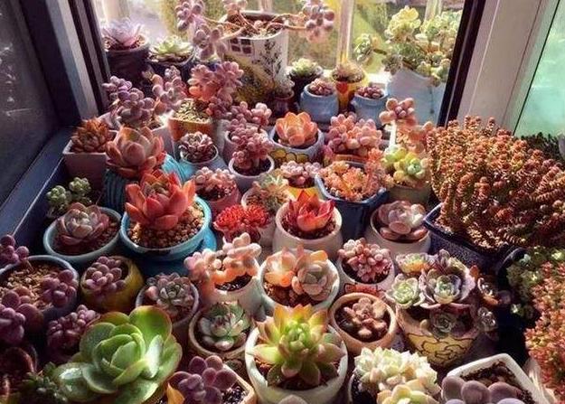 观音莲多肉细长怎么办,观音莲叶子下垂