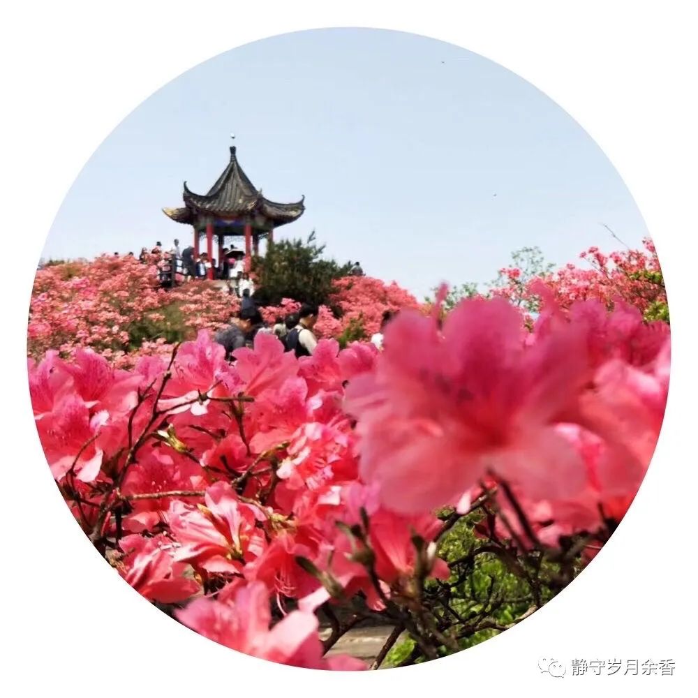情满龟峰·诗涌花海