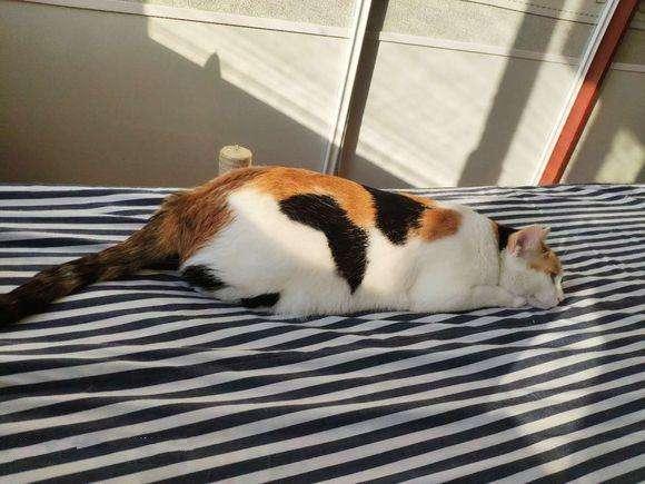 测评养猫,排名前十的猫粮养猫必看