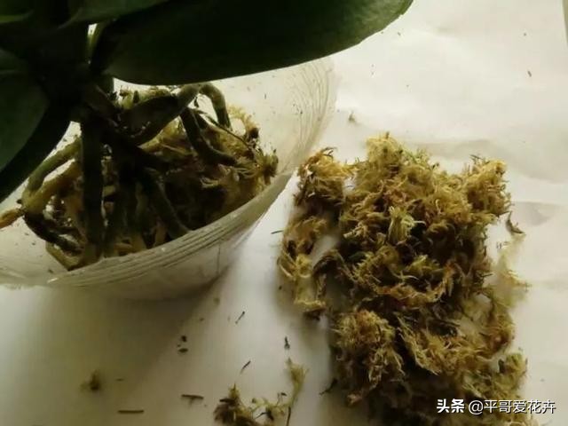 蝴蝶兰花谢后怎么处理视频教程,蝴蝶兰花谢后怎么处理才能再开花