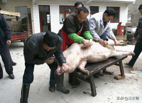 农村致富创业项目年轻人,农民打工回乡低成本创业项目推荐