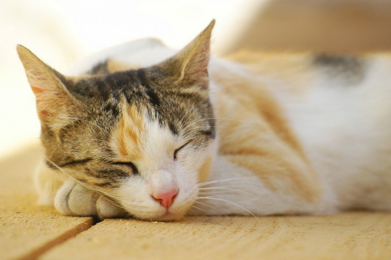 焦虑症导致失眠该不该吃佐匹克隆,焦虑症导致的失眠怎么解决