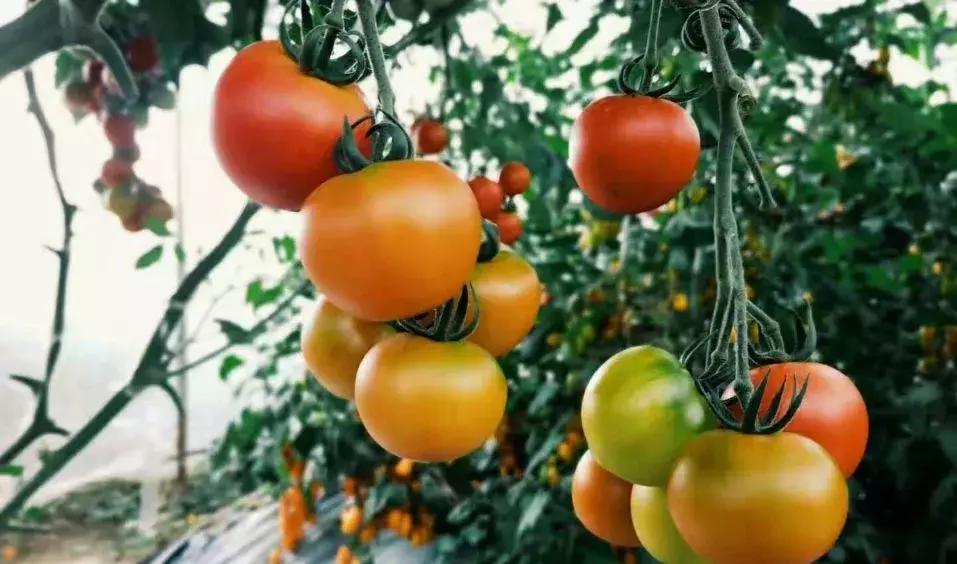 被“致富经”忽悠养殖野鸡，没想到失败以后反而成了番茄大王