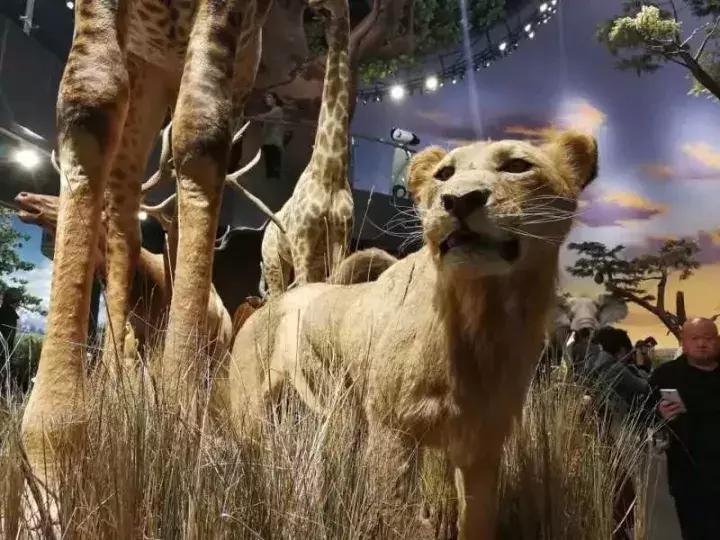 青岛六一有什么展览吗,青岛六一好去处