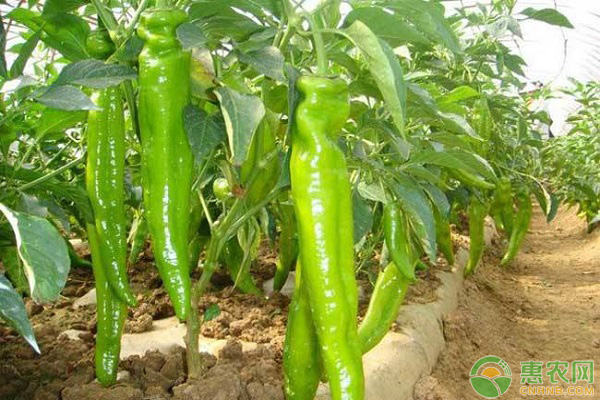 辣椒最新价格是多少钱一斤,辣椒的行情价格现在多少钱一斤