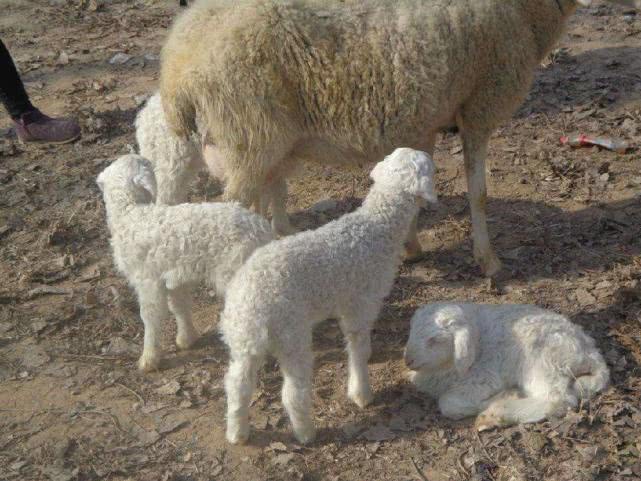 养殖成本才50元6个月即可出栏,养殖前景及价格