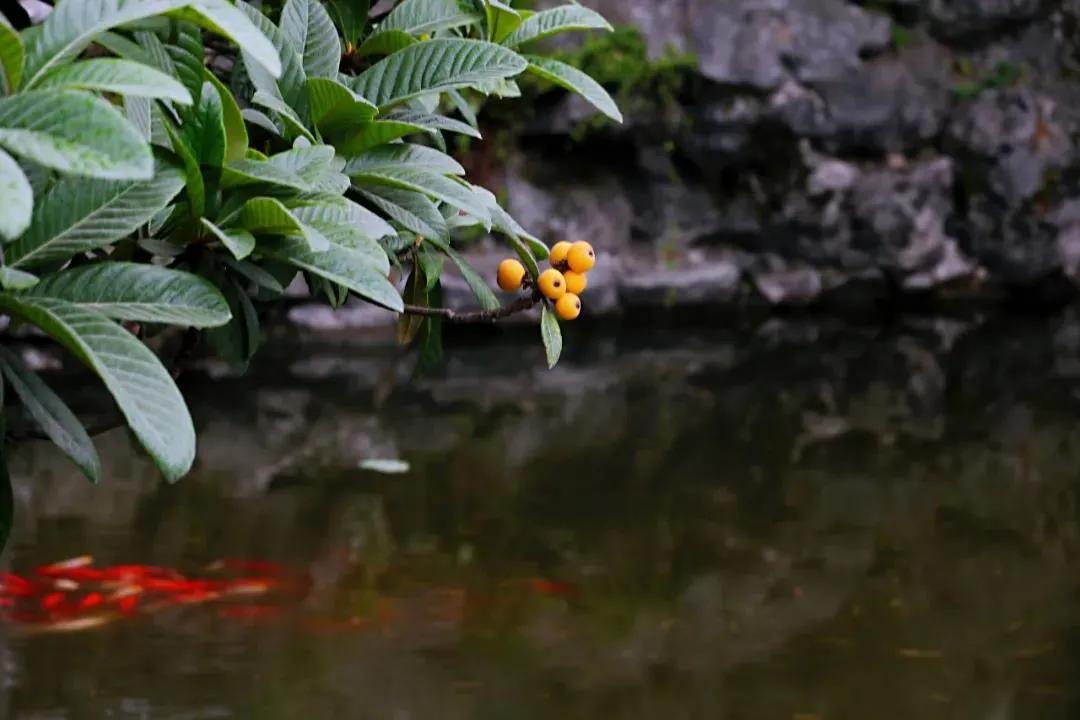 一花一木万般皆有情,一花一木皆是景歌名