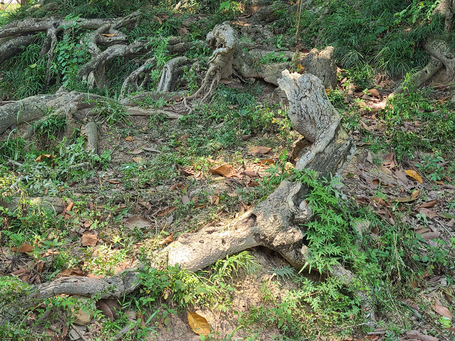 山水×温泉×王宫：广西宁明の两天一夜