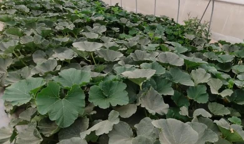 南瓜到底是主蔓结瓜还是侧蔓结瓜,南瓜种植方法全过程