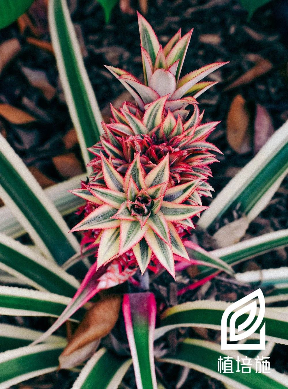 「植培施」艳凤梨Ananascomosuscv.Variegatus温室花卉栽培手册