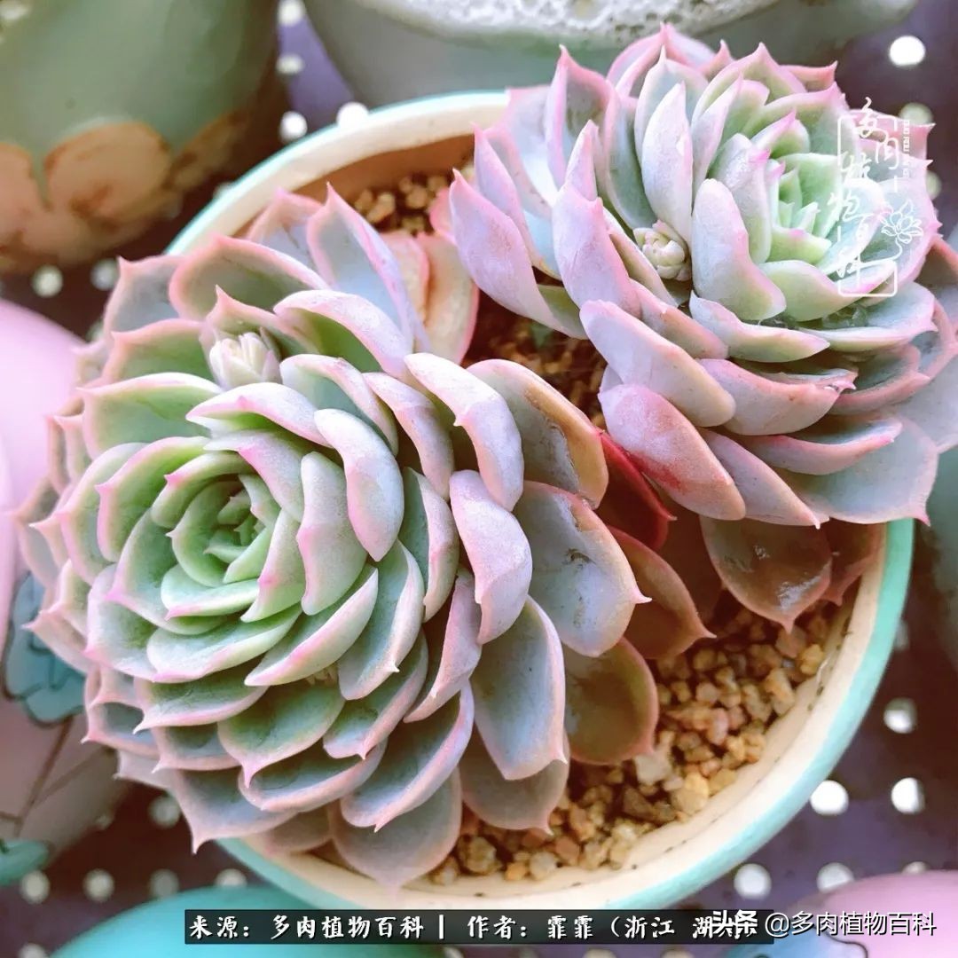 包邮区多肉度夏养护心得,阳台党养多肉怎么度夏