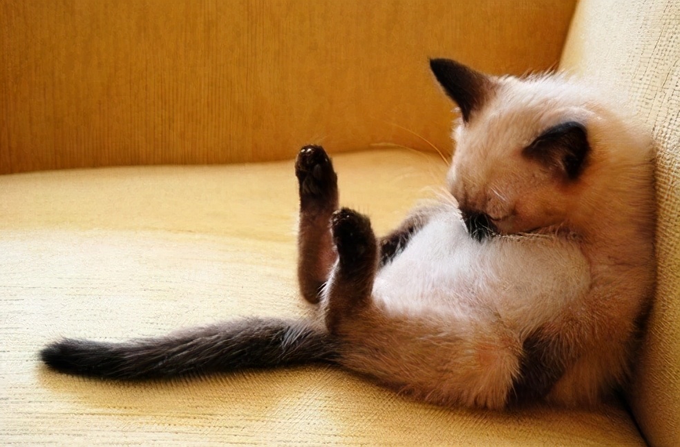 为什么吃完午饭就瞌睡,午饭后犯困怎样快速清醒