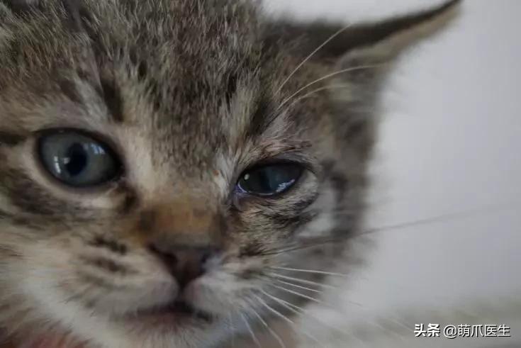 猫咪皮肤有黑斑点还很容易掉毛,猫咪身上有黑色斑点是怎么回事