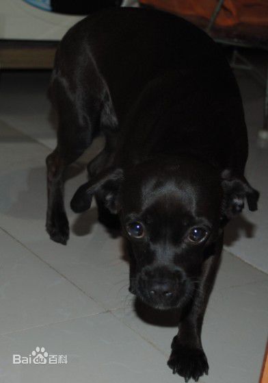 宠物狗小型犬品种排名大全及图片,性格温顺的小型犬有哪些