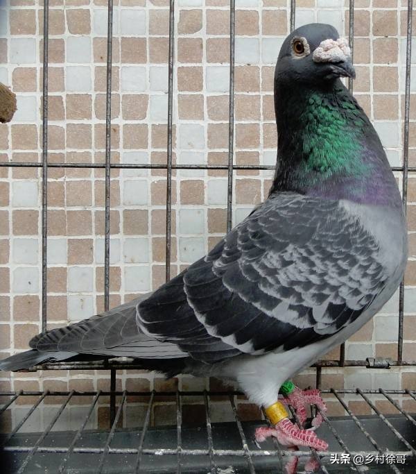 怎么样的鸽子比较好,怎么样的鸽子值钱